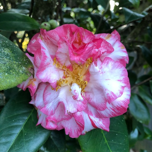 Posh Ambassador II - Welcome! - Picture 10 of 14